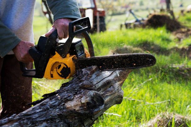 Best Tree Mulching  in Frazer, PA