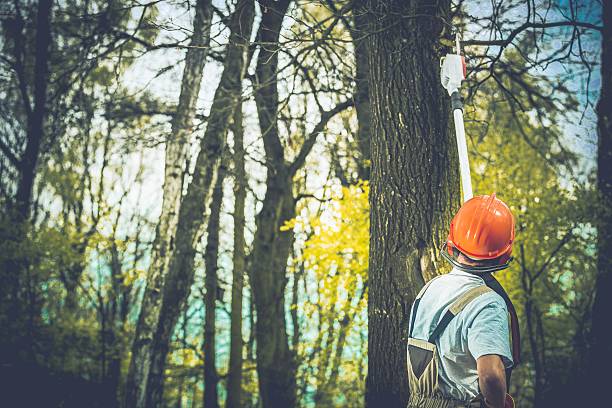  Frazer, PA Tree Care Pros
