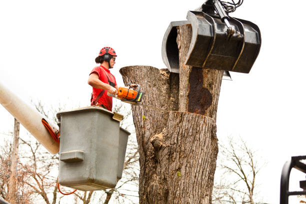 Best Tree and Shrub Care  in Frazer, PA